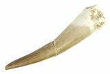 Fossil Plesiosaur (Zarafasaura) Tooth - Morocco #297916-1